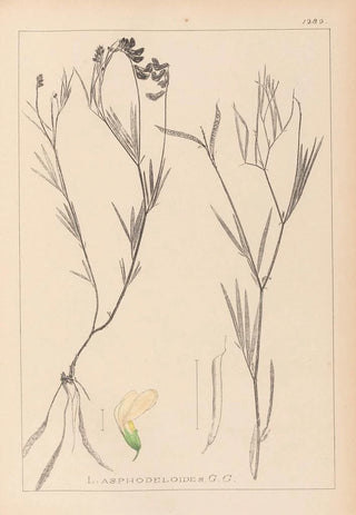 Herbier de la flore française Pl0521 - Louis Antoine Cusin — artwork view