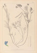 Herbier de la flore française Pl0522 - Louis Antoine Cusin — artwork view