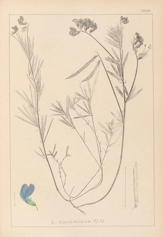 Herbier de la flore française Pl0522 - Louis Antoine Cusin — artwork view