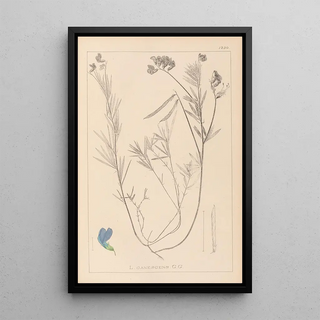 Herbier de la flore française Pl0522 - Louis Antoine Cusin — framed artwork on a wall