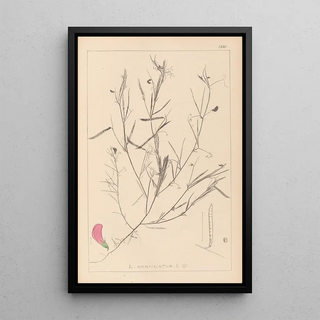Herbier de la flore française Pl0523 - Louis Antoine Cusin — framed artwork on a wall