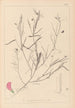 Herbier de la flore française Pl0523 - Louis Antoine Cusin — artwork view