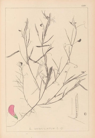 Herbier de la flore française Pl0523 - Louis Antoine Cusin — artwork view