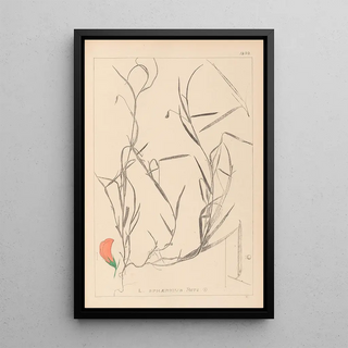 Herbier de la flore française Pl0524 - Louis Antoine Cusin — framed artwork on a wall