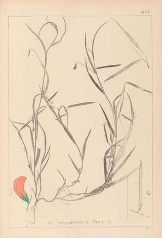 Herbier de la flore française Pl0524 - Louis Antoine Cusin — artwork view
