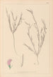 Herbier de la flore française Pl0525 - Louis Antoine Cusin — artwork view