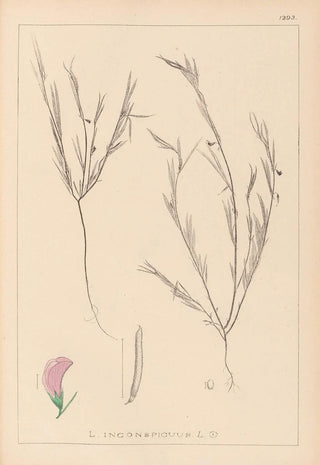 Herbier de la flore française Pl0525 - Louis Antoine Cusin — artwork view