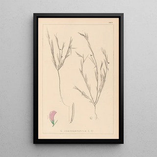 Herbier de la flore française Pl0525 - Louis Antoine Cusin — framed artwork on a wall