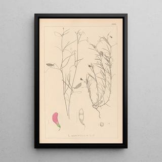 Herbier de la flore française Pl0526 - Louis Antoine Cusin — framed artwork on a wall