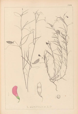 Herbier de la flore française Pl0526 - Louis Antoine Cusin — artwork view