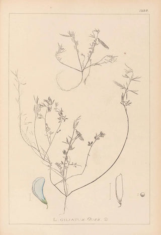 Herbier de la flore française Pl0527 - Louis Antoine Cusin — artwork view