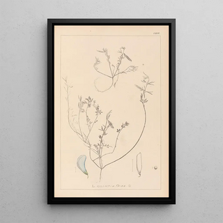 Herbier de la flore française Pl0527 - Louis Antoine Cusin — framed artwork on a wall