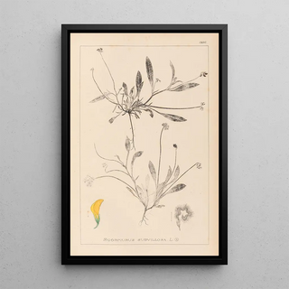Herbier de la flore française Pl0528 - Louis Antoine Cusin — framed artwork on a wall