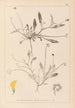 Herbier de la flore française Pl0528 - Louis Antoine Cusin — artwork view