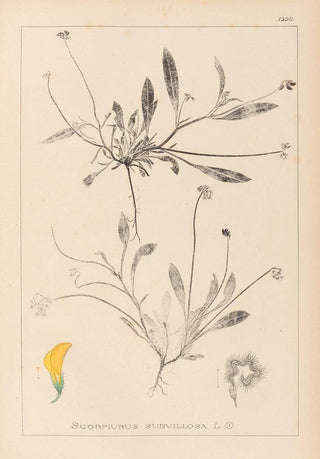 Herbier de la flore française Pl0528 - Louis Antoine Cusin — artwork view