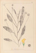Herbier de la flore française Pl0529 - Louis Antoine Cusin — artwork view