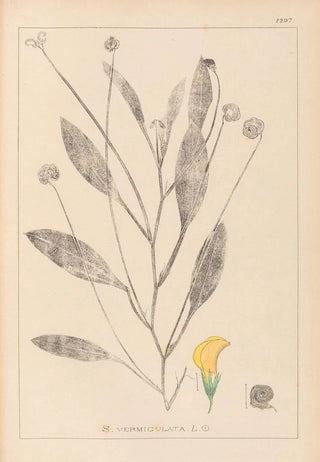 Herbier de la flore française Pl0529 - Louis Antoine Cusin — artwork view