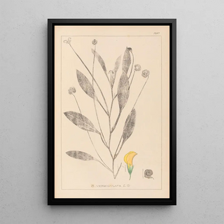 Herbier de la flore française Pl0529 - Louis Antoine Cusin — framed artwork on a wall