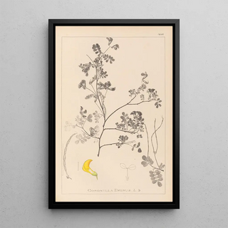 Herbier de la flore française Pl0530 - Louis Antoine Cusin — framed artwork on a wall