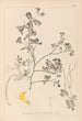 Herbier de la flore française Pl0530 - Louis Antoine Cusin — artwork view