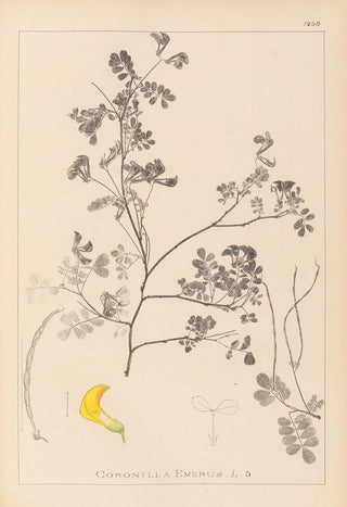 Herbier de la flore française Pl0530 - Louis Antoine Cusin — artwork view