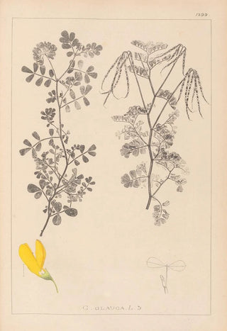 Herbier de la flore française Pl0531 - Louis Antoine Cusin — artwork view