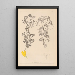 Herbier de la flore française Pl0531 - Louis Antoine Cusin — framed artwork on a wall