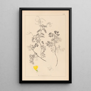 Herbier de la flore française Pl0532 - Louis Antoine Cusin — framed artwork on a wall
