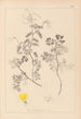 Herbier de la flore française Pl0532 - Louis Antoine Cusin — artwork view