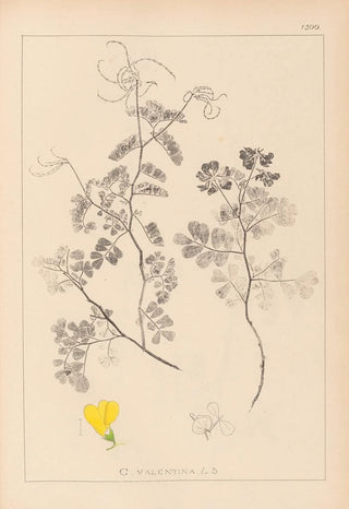 Herbier de la flore française Pl0532 - Louis Antoine Cusin — artwork view