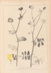 Herbier de la flore française Pl0533 - Louis Antoine Cusin — artwork view