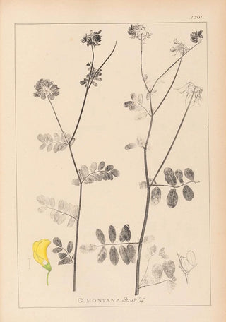 Herbier de la flore française Pl0533 - Louis Antoine Cusin — artwork view