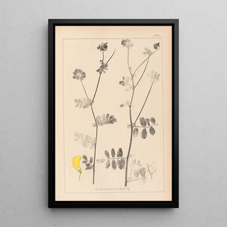 Herbier de la flore française Pl0533 - Louis Antoine Cusin — framed artwork on a wall