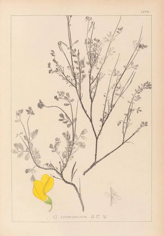 Herbier de la flore française Pl0536 - Louis Antoine Cusin — artwork view