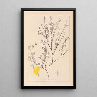 Herbier de la flore française Pl0536 - Louis Antoine Cusin — framed artwork on a wall