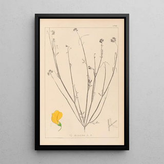 Herbier de la flore française Pl0537 - Louis Antoine Cusin — framed artwork on a wall
