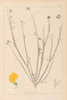 Herbier de la flore française Pl0537 - Louis Antoine Cusin — artwork view
