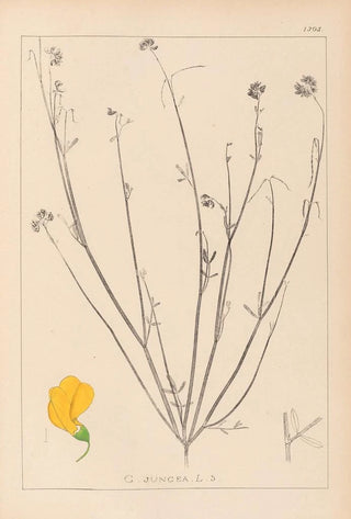 Herbier de la flore française Pl0537 - Louis Antoine Cusin — artwork view