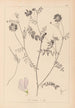French flora herbarium painting Pl0538 - Louis Antoine Cusin — artwork view