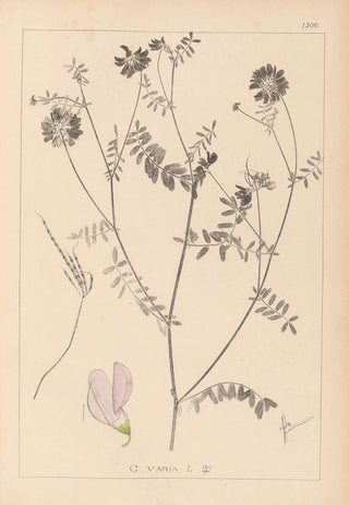 French flora herbarium painting Pl0538 - Louis Antoine Cusin — artwork view