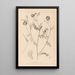 French flora herbarium painting Pl0538 - Louis Antoine Cusin — framed artwork on a wall