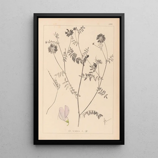 French flora herbarium painting Pl0538 - Louis Antoine Cusin — framed artwork on a wall