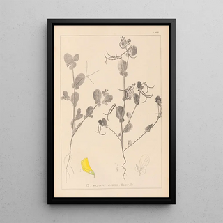 Herbier de la flore française Pl0539 - Louis Antoine Cusin — framed artwork on a wall