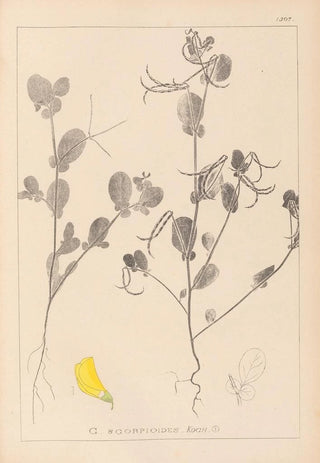 Herbier de la flore française Pl0539 - Louis Antoine Cusin — artwork view