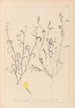 Herbier de la flore française Pl0540 - Louis Antoine Cusin — artwork view
