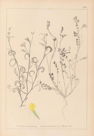 Herbier de la flore française Pl0540 - Louis Antoine Cusin — artwork view