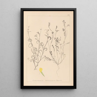 Herbier de la flore française Pl0540 - Louis Antoine Cusin — framed artwork on a wall
