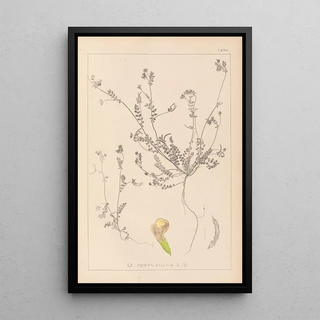 Herbier de la flore française Pl0541 - Louis Antoine Cusin — framed artwork on a wall