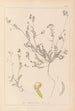 Herbier de la flore française Pl0541 - Louis Antoine Cusin — artwork view