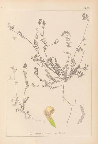 Herbier de la flore française Pl0541 - Louis Antoine Cusin — artwork view